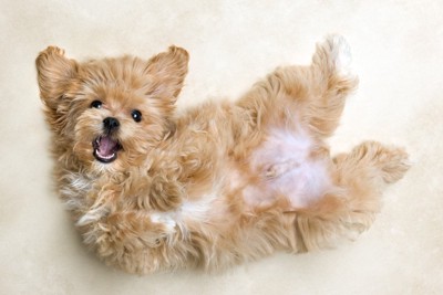 犬が飼い主の前で『ゴロンと転がる』心理5選 何を伝えたいの?不思議な行動をみせる理由とは