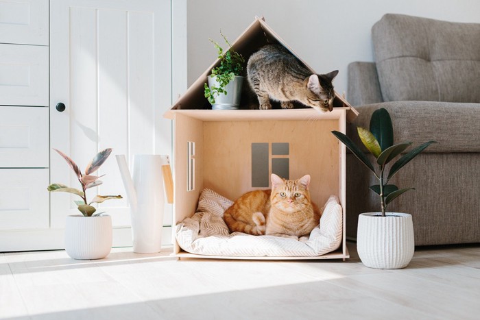 猫にとっての『最高に居心地がいい家』の条件3選 工夫次第で実現できる、猫を幸せにする住環境とは