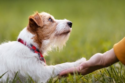 犬に『居心地がいい』と感じさせる人の特徴3つ 安心感を与えて仲を深めるための方法とは