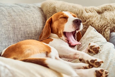 犬が『楽しくない』と思っているときにみせるサイン5選 退屈な時間が長く続くと愛犬にどんな影響をもたらすの?