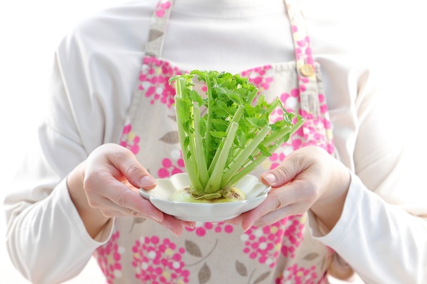 野菜の切れ端でエコな「リボベジ」を!「大根」&「チンゲンサイ」栽培のコツ