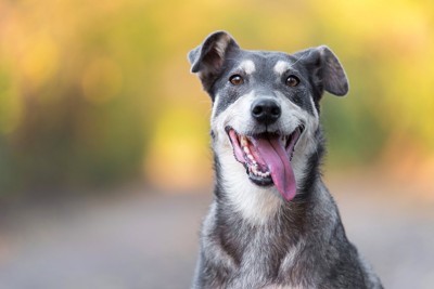 犬を不幸にしてしまう『甘やかし』5つ 手に負えなくなってしまうかも?正しい接し方まで解説