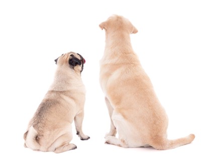 犬が飼い主に『背中を向ける』心理5選 愛犬がおしりをくっつけてきたときの適切な対応とは？