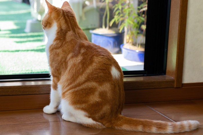 猫も『肩がこる』ことはある?気になったら試したいほぐし術4選