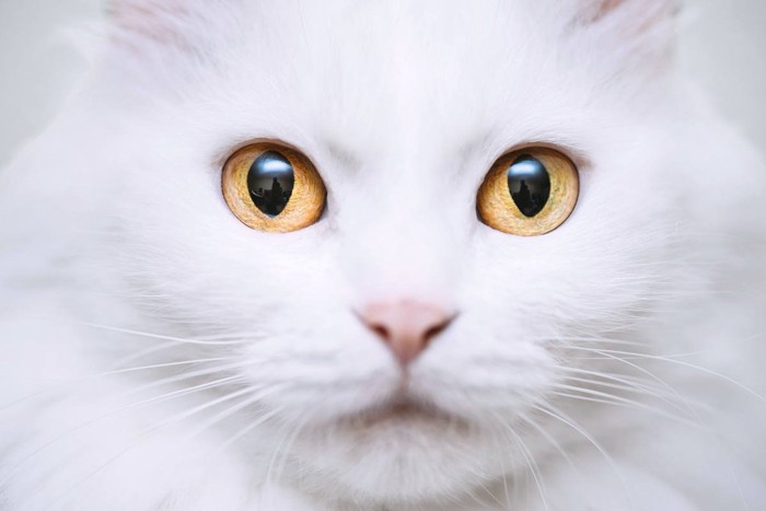 猫があなたの『愛情を試している』ことを示す行動3選 愛が足りてないからするの?