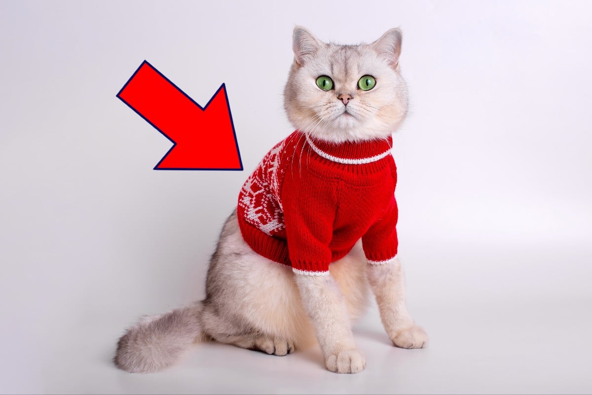 賛否ある「猫に服を着せる」問題 「かわいいからよし」の声もあるけど…悪影響はないの？【獣医師解説】