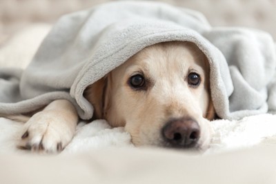 愛情不足な犬がみせる『問題行動』5選 愛犬に満足してもらうためのコミュニケーション方法とは?