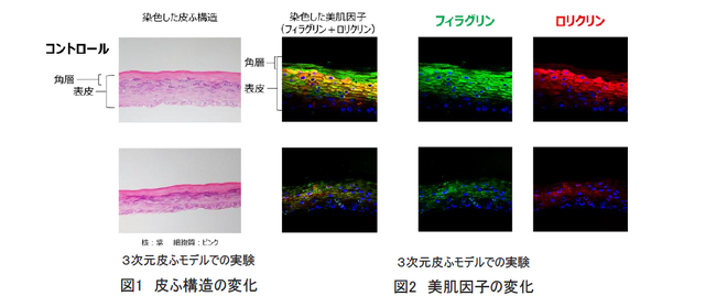イプサ、メタボリズムの本質を追究し、細胞エネルギーと美肌の関係を解明 〜細胞エネルギー産生のメカニズムと対応成分を新たに発見〜