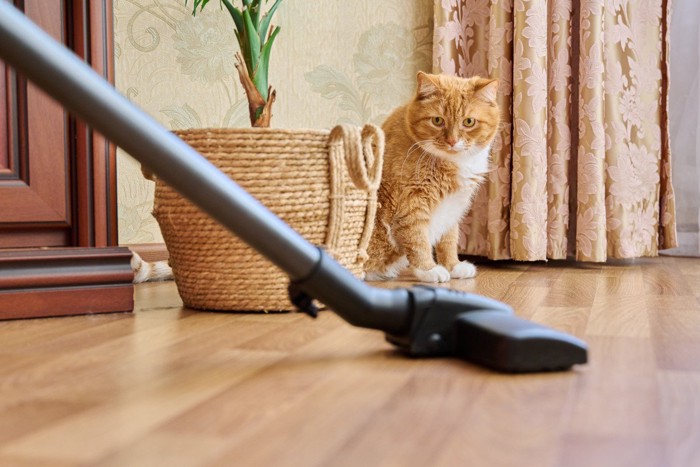 猫に『懐いてもらえない残念な人』に共通する5つのこと 無理に仲良くなろうとするのは逆効果!