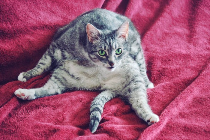 愛猫の心を深く傷つける『飼い主の最低行為』3選 あなたは無自覚でも猫にはダメージが…