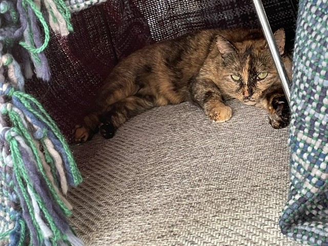 犬が苦しむ病気だと思ってた…!愛猫に起きた突然の異変…激しい痙攣で足をバタバタ、告げられた病名とは?