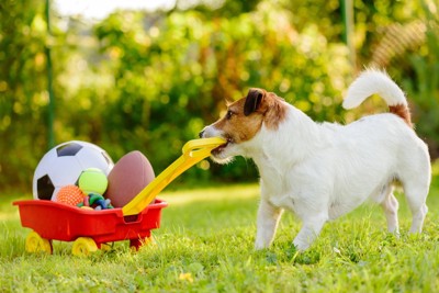 犬が気に入りやすい『おもちゃ』の共通点5つ 好みやすい理由や遊び方のポイントをご紹介