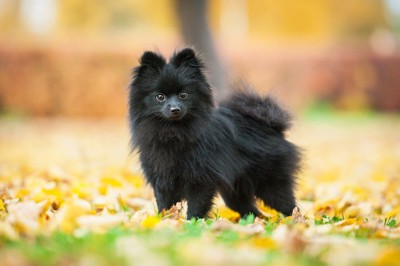 黒いポメラニアンの特徴や性格|飼い方のコツと価格の目安を解説