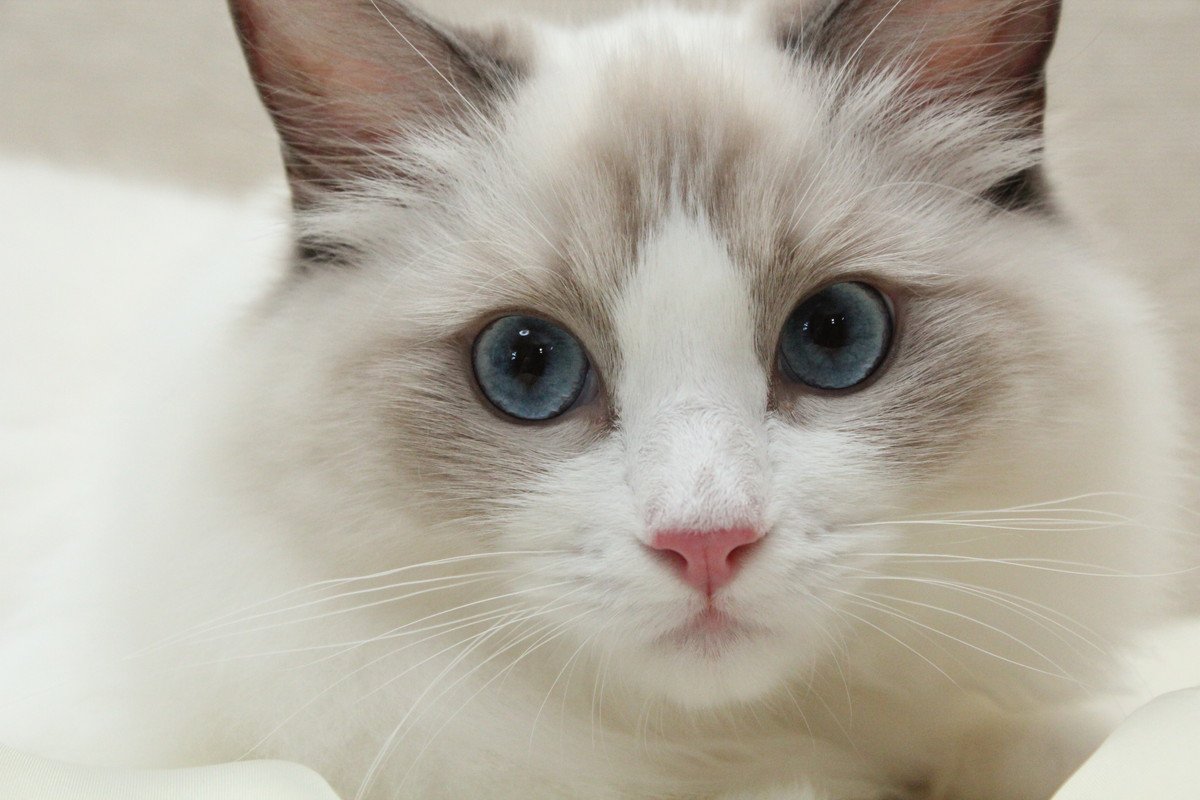 『猫を初めてお迎えする人』にピッタリな猫種3選 性格や注意点をチェックしてから選んで