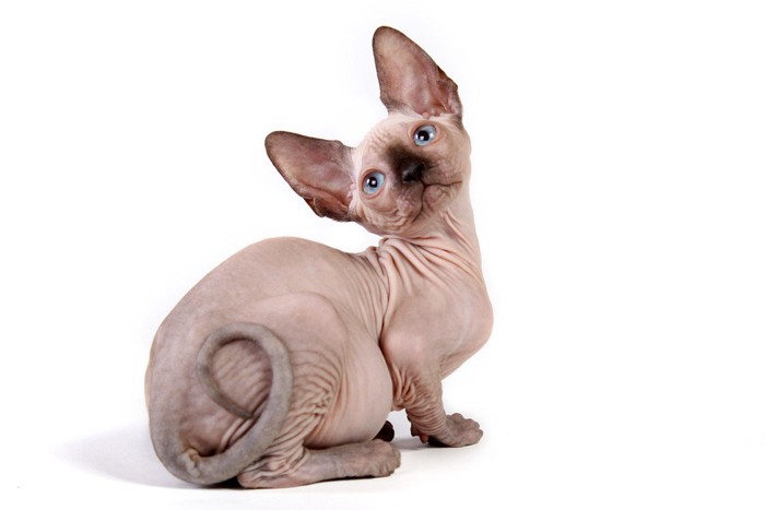 個性がキラリと光る『ヘアレスキャット』3選!毛のない猫との暮らしで気を付けるべきことも