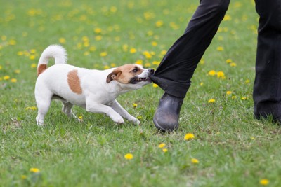 犬の『態度が悪い』ときの理由5つ 考えられる心理から適切な対処法までご紹介