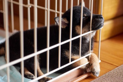 犬がケージから脱走してしまう心理3選 未然に防ぐためにするべき対応とは?