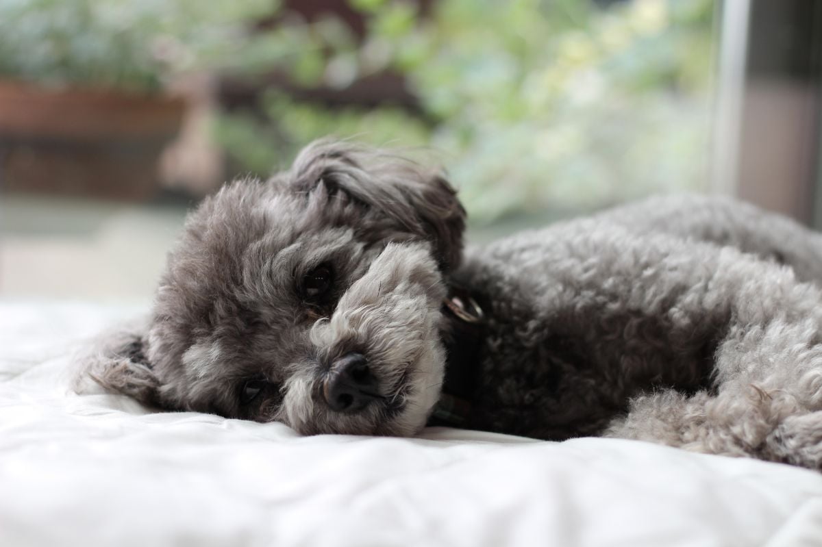 飼い主は見逃さないで…死期が迫った犬が「最期に伝えようとする」サインとは【獣医師に聞く】