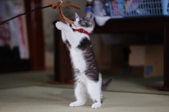 猫は『男の子』と『女の子』で性格が違う?それぞれの特徴と喜ぶ接し方