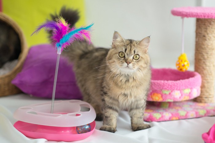 猫にも『知育トイ』はおすすめ!ひとり遊びや留守番時にも役立つ遊ばせ方をご紹介