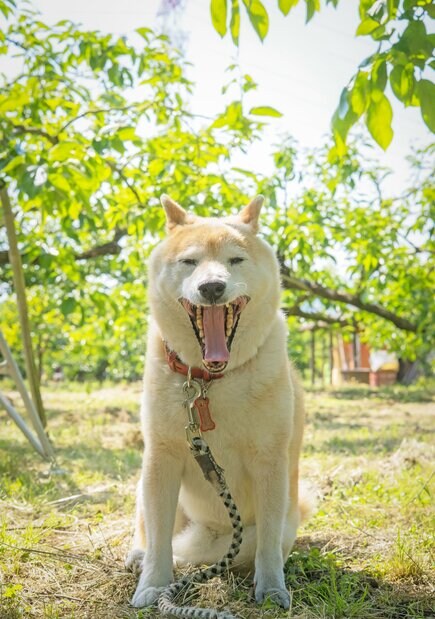 犬の11歳の誕生日。SNSでつながった縁でできた最高のお祝いごはん