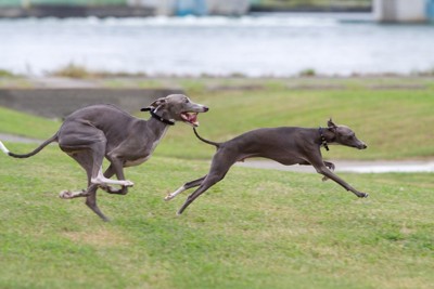 豊富な運動量が欠かせない小型犬3選 愛犬が運動不足に陥らないための秘訣とは