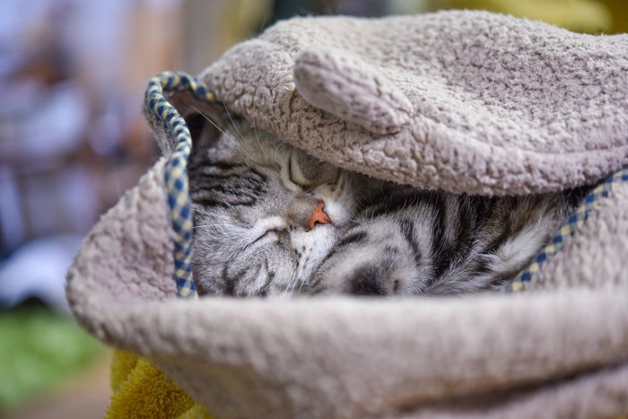 猫の『愛用品を勝手に捨てる』のはよくない?処分する際に気をつけたい3つのこと