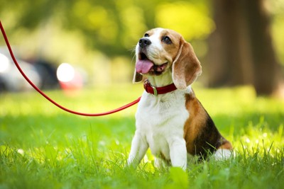 『寿命が短い犬種』4選 愛犬に長生きしてもらうために日頃からできることとは?