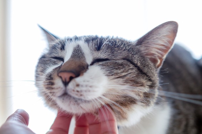 猫が『ゴロゴロ』言うのは危険なサインのことも?甘えているときとの見分け方とは
