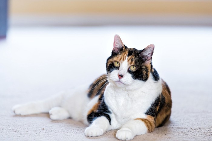 シニア猫だって遊びたい!『高齢猫と上手に遊ぶためのアイデア』4選