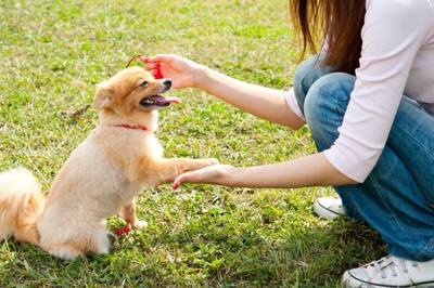 『初心者が飼いやすい』犬種5選 しつけがしやすいワンコの特徴や注意点まで解説