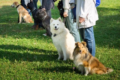 犬と飼い主が『幸せになる』ために欠かせないこと4つ 愛犬と充実した生活を送るにはどうすればいい?