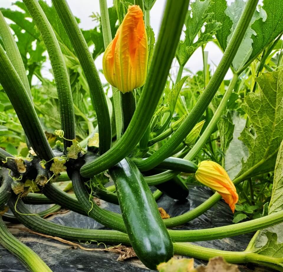 この食材の名前は? かぼちゃの花……じゃありません