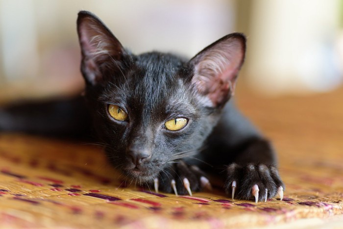 猫の『爪』が伸びっぱなしは危険!爪切りをきちんとしなくてはいけない4つの理由