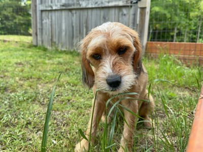 犬が『雑草』を食べる心理5選 道端の草を食べてしまう理由や危険性まで