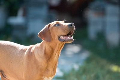 犬の里親に絶対なってはいけない人の特徴5選 検討する前に知っておくべき現実とは?