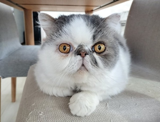 なんども嘔吐する猫→病院で判明した「急性腎不全」 まさか、キャットタワーが理由だったなんて……