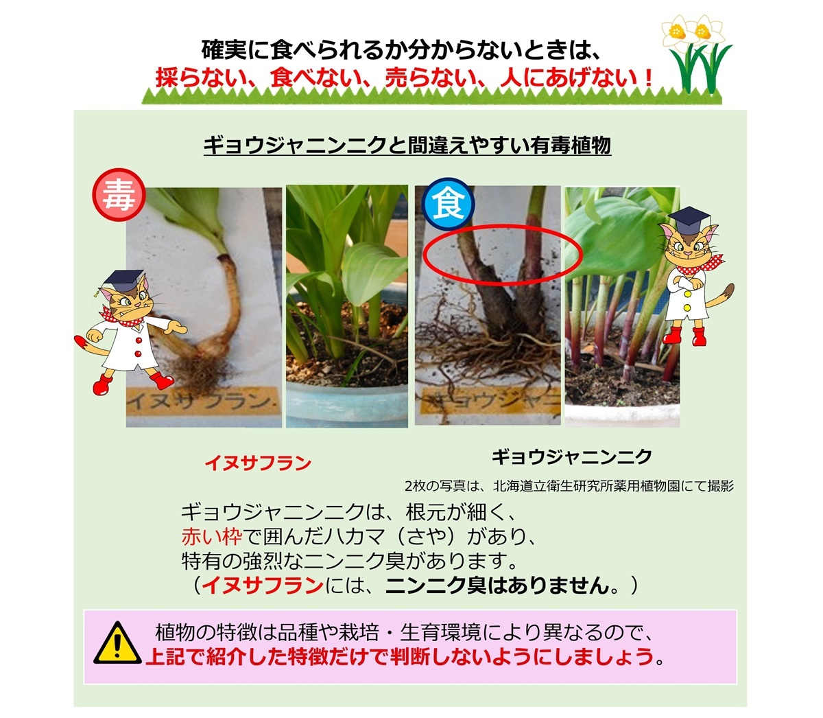 それ、本当に食べても大丈夫!? ギョウジャニンニクに似た有毒植物の誤食で死亡事故発生 – 農水省・厚労省が注意喚起